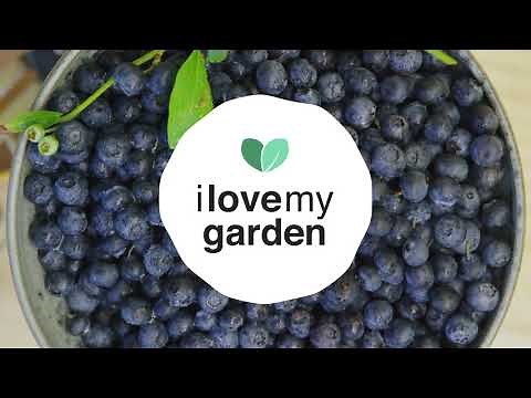Planter et cultiver des myrtilles | Jardinage facile | IlOVEmyGARDEN.be