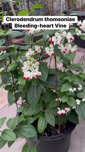 Clerodendrum thomsoniae | Bleeding-heart vine | Glory Bower #plants #flowers #nature #fypシ