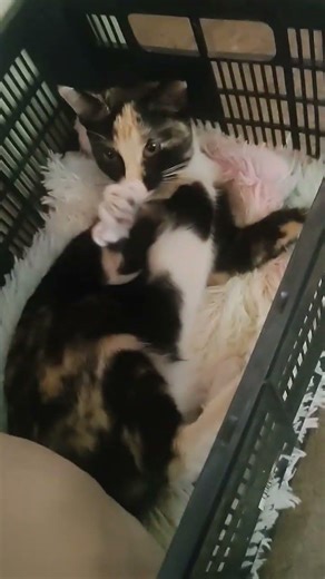 Espera humano 👋 #cat #gatos #animal #son #music #dance #remix #viral #tiktok #meme #pets #pop #kpop