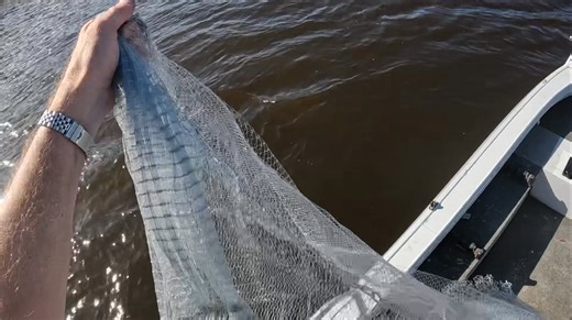 Very easy prawn casting technique I got asked this week for a bit more footage of my cast netting technique. This is a very simple net casting technique I learnt from Stewie at Doug Burts Tackle World Gold Coast several years ago and it works brilliantly. Very easy on the back for people like me with dodgy backs, in fact I’ve had 3 back operations but can still cast a 12 foot net with this technique no problems. It is also super fast. Cheers Skip #fblifestyle #prawns #prawning #prothrownets Pro 