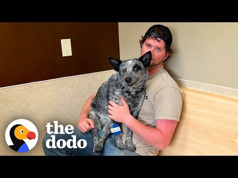 Dog Becomes Paralyzed During Fetch — Then Does The Impossible | The Dodo