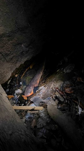 3.1K views · 196 reactions | Electric eels in the jungle! ⚡️磊...