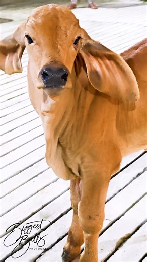 Adorable calf with floppy ears | Biggest Bulls Photography