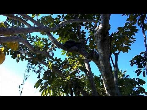 An Angry Squirrel (How to Piss Off a Squirrel) Warning Call / Territorial alarm