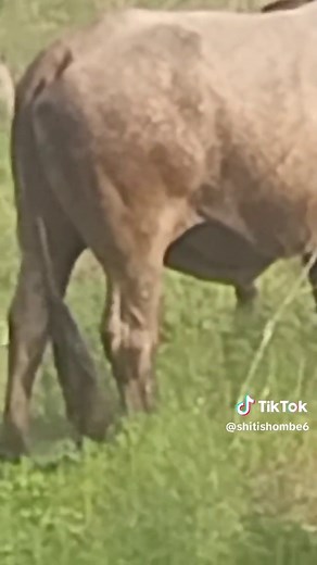Cattle Grazing in a Scenic Rural Setting