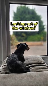 I let my dog sit in the window — but here’s why that might not be a good idea for yours 👀 For him, it’s a place to chill. No barking, no reactivity, just a comfy sunspot to snooze in ☀️ But he’s earned that freedom — because he’s learned to stay calm and disengaged. For most dogs struggling with barking or reactivity, the window can be like Netflix for chaos… every passerby is an episode! 📺🐾 If your dog barks at every noise, person, or leaf that moves outside, giving them window privileges to