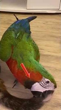 Tiny Feathered Friends With Big Bold Personalities #shorts