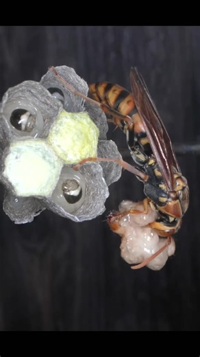 Supporting a Paper Wasp Queen： Feeding Honey warm to Raise Her Offspring | Natalie Olivia