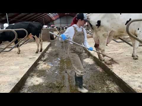 Pretty Girl Cleaning Manure on a Farm | Best Cow Farm | Farm Girl