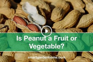 Is Peanut a Fruit or Vegetable? - Smart Garden and Home