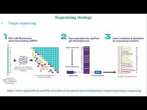 Design and validation of an expression vector