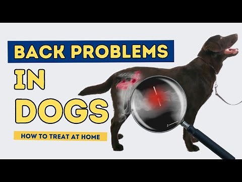 Back Problems in Dogs: How to Treat At Home