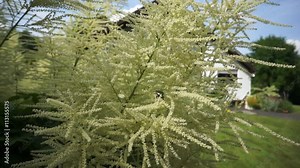 Wald-Geissbert (Aruncus dioicus)