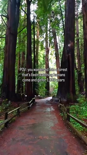 Active NorCal on Instagram: "The sheer size and longevity of Northern California redwoods is truly incredible."