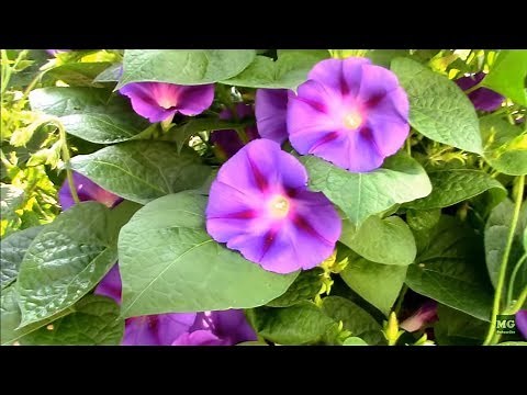 Morning Glory Vines. Variegated Ground Cover and Climbing Type.