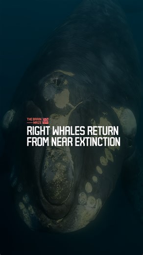 686K views · 21K reactions | Right Whales Return From Near Extinction - After a century on the brink, a rare whale species is finally showing signs of survival. What changed? What did researchers at the North Atlantic Right Whale Consortium discover this year? Watch to find out. | The Brain Maze | Facebook