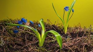 Time lapse Blue snowdrop bloom spring flower on a yellow background. Close up