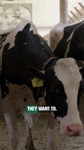Using Robotic Milkers to Make the Dairy Industry More Efficient!