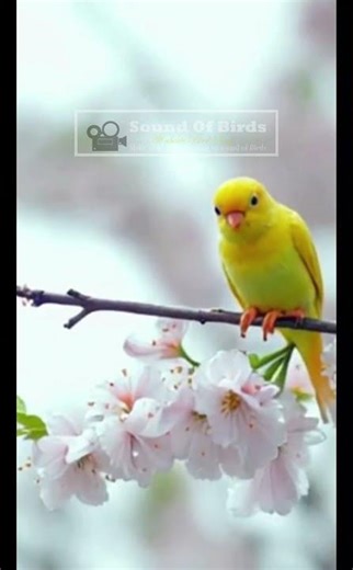 Canary sing #birds #canarysinging #lovebirds #canarybirdsinging #birdsounds #canary #birdlovers