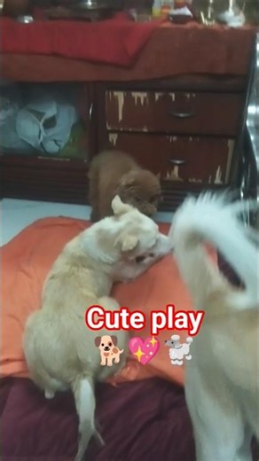 cute funny shorts🐾😍 #shorts #youtubeshorts #cute #funny #pets #dog #video #animals