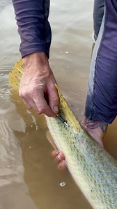 10M views · 10K reactions | Tagging an alligator gar #thefishwhisperer #fish #fishing #animals #alligatorgar #nature #pets #reels #facebookreels | The Fish Whisperer | Facebook