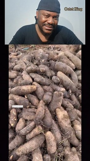 New way of planting yam. #real #farming #everyone #foryou | Octet King