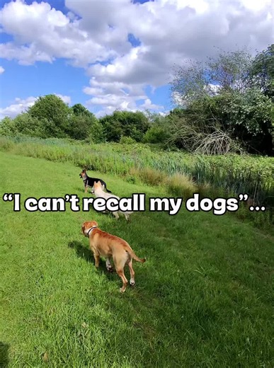 Everyday Off-Leash Recall Training for GSD & American Bully Puppies