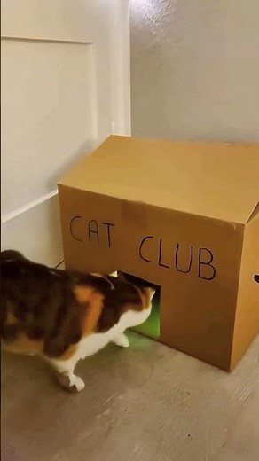 Cat Club 😍 #shorts #shortsfeed