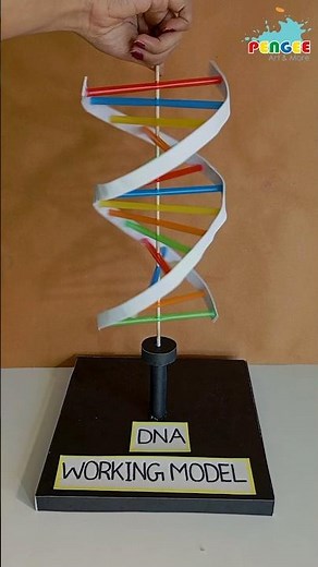 DNA Model for Science Exhibition 🔬 | Easy School Project 📚 | Prize Winning Model 🏆