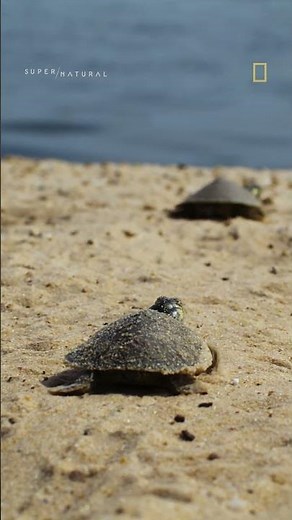 Baby turtles head to the sea 🐢 #Turtle #BabyAnimals #shorts
