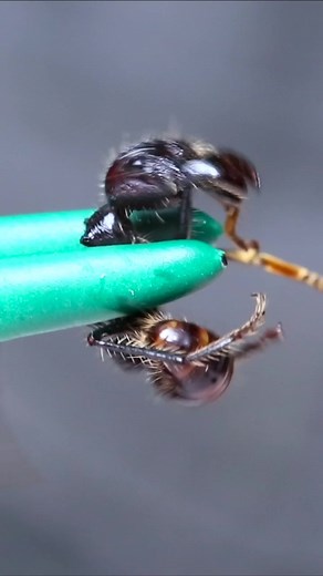 The Bullet Ant challenge part 1. This is arguably the biggest video I’ve ever filmed. #bulletant #sting #ant #nature #brave