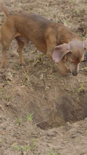 The only one that works harder than a FarmHER is her farm dog! #FarmDog #FarmHER #RanchHER #HardWork | RFD-TV