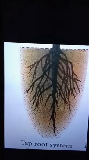 Tap Root System