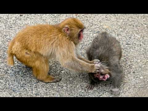 Punch is in trouble...his best friend comes to the rescue