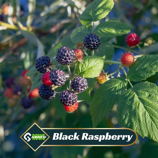 Black Raspberry Seeds - Rubus Occidentalis - Sweet Dark Berries - High Yield Fruit Plant - Hardy Perennial Berry for Garden Growing - Etsy