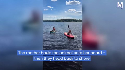 Paddleboarding mother and daughter rescue sheep stranded in water