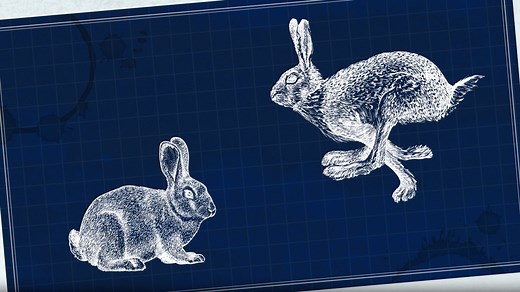 The Difference Between Rabbits and Hares | Britannica