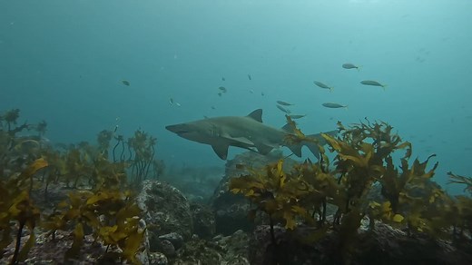 How good is Sydney Diving at The Moment | PRO DIVE