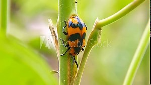 The milkweed leaf beetle (Labidomera clivicollis) is a species of leaf beetle in the family Chrysomelidae. Macro videography of insects. Stock Video