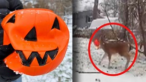 26K views · 727 reactions | A deer got its head stuck inside a plastic, orange Halloween bucket. It was roaming parts of East Lansing, Michigan, for about two weeks like that, until some quick thinking rescuers stepped-in to save the day. | Inside Edition | Facebook