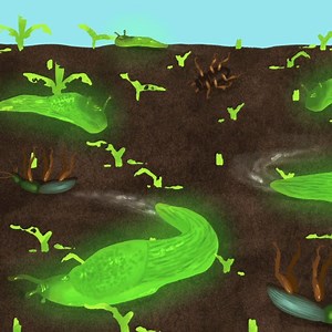 When he walked through the doors of Ard’s Farm Restaurant in Lewisburg, a small town on the Susquehanna river, eight years ago, he was expecting maybe five people to show up. Instead, some 30 farmers looked up from their coffees. John Tooker ordered fried eggs and scrapple and asked what had brought everyone out. The answer: slugs. Thousands of eraser-sized grey slugs were appearing in fields at dusk and gnawing through the stems of the sprouting crop, killing plants en masse. This was weird. Sl