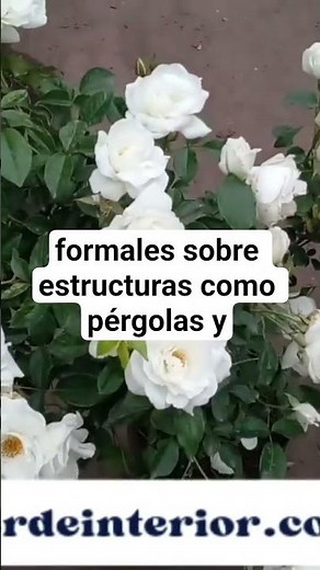 ROSA ICEBERG principales usos. #flores #rose #flowers