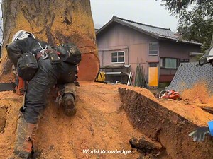 Cutting Down a Big Tree | World Knowledge