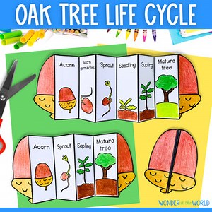 Life cycle of an oak tree acorn sequence & fold activity fall cut & paste craft