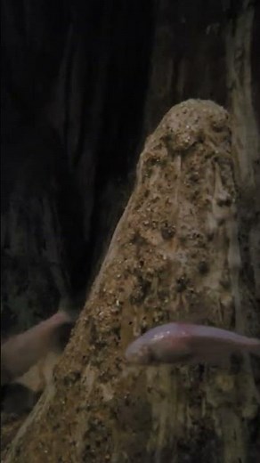 Meet the Blind Cave Fish – Nature’s Survivor