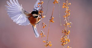 Voici nos astuces pour attirer les mésanges dans son jardin