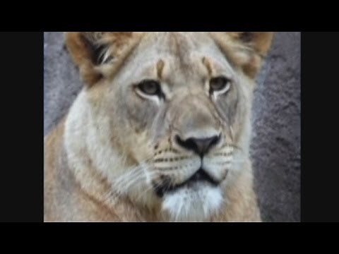 Lion attacks and kills lioness in unprovoked attack at Dallas Zoo, Texas