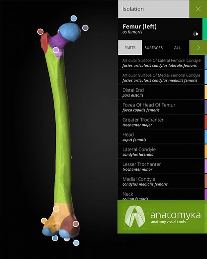 Anatomyka app - Enjoy human anatomy at the whole new level Learning about the human body has never been more interactive! Our visual tools take human anatomy to a whole new level. Utilising cutting-edge 3D modelling, our app allows you to get up close with human anatomy in all its breathtaking complexity. With medically accurate descriptions accompanying each organ and anatomical structure, this software is perfect for students, professions, or anyone with a casual interest in the human body. Al