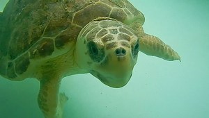 Did you tune in yesterday for Eggnog the loggerhead sea turtle’s release? If you missed it, here’s a link: https://www.facebook.com/SeaTurtleConservation/videos/384930959484242 Enjoy this video of Eggnog swimming in one of our hospital tanks on his/her last day! | Sea Turtle, Inc
