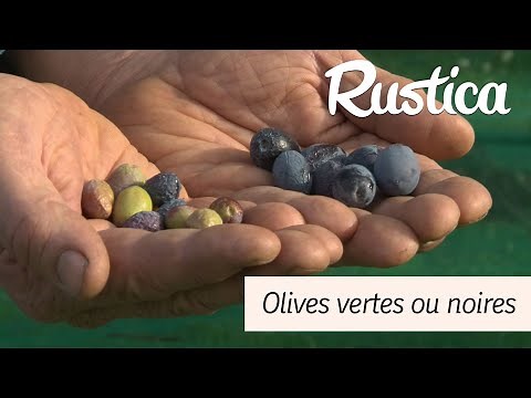 Green or black olives